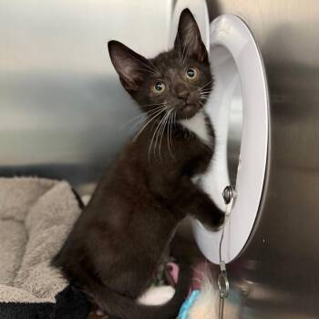 Sebastian -  Domestic Short Hair Cat for Adoption in Marshall, Virginia - Sebastian | PetCurious