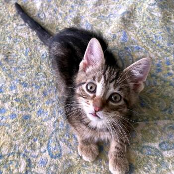 Porsche -  Domestic Short Hair Cat for Adoption in Green Bay, Wisconsin - Porsche | PetCurious