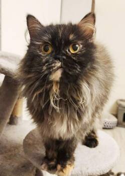 Persian Cats Available for Adoption in Bedford Hills, New York - Rain Will Make Every Day Full Of Sunshine!  Persian Princess!  V | PetCurious