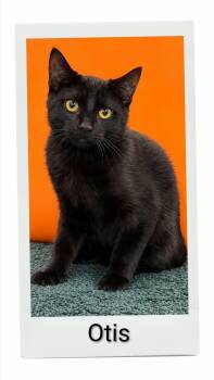 Otis -  Domestic Short Hair Cat for Adoption in Caistor Centre, Ontario - Otis | PetCurious