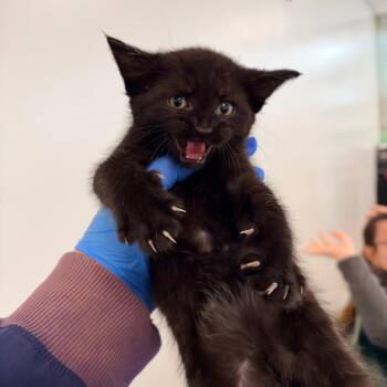 Rootbeer Float -  Domestic Short Hair Cat for Adoption in Philadelphia, Pennsylvania - Rootbeer Float | PetCurious