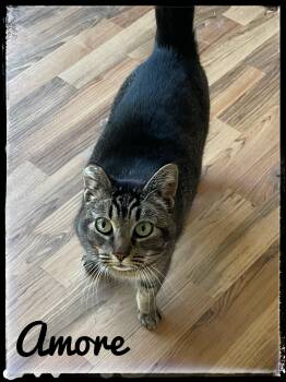 Domestic Short Hair Cats Available for Adoption - Amore | PetCurious