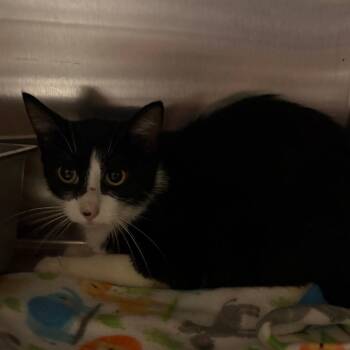 Roswell -  Domestic Short Hair Cat for Adoption in West Des Moines, Iowa - Roswell | PetCurious