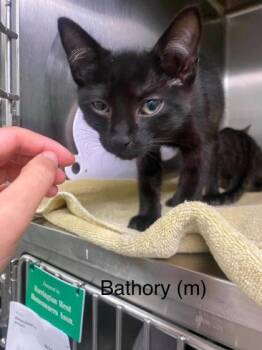 Bathary -  Domestic Short Hair Cat for Adoption in Hobart, Indiana - Bathary | PetCurious