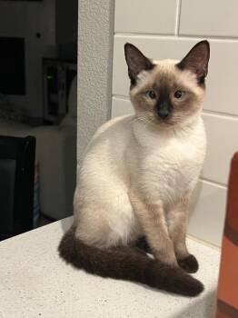 Rescue Siamese Cats for Adoption in Vancouver, Washington - Casper | PetCurious