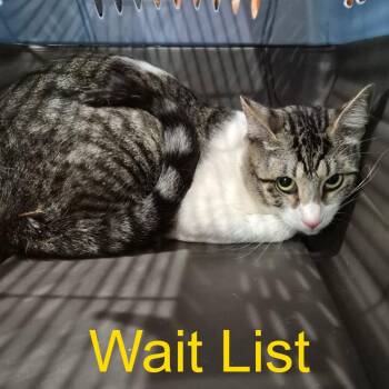 Frankie -  Domestic Short Hair Cat for Adoption in Livingston, Texas - Frankie | PetCurious
