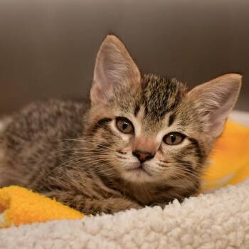 Reeses -  Domestic Short Hair Cat for Adoption in Ottawa, Kansas - Reeses | PetCurious