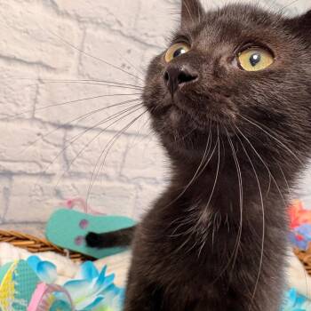 Jimi -  Domestic Short Hair Cat for Adoption in Harrisonburg, Virginia - Jimi | PetCurious