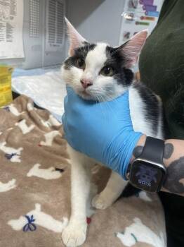 Domestic Short Hair Cats Available for Adoption in Tallahassee, Florida - ZELLA | PetCurious