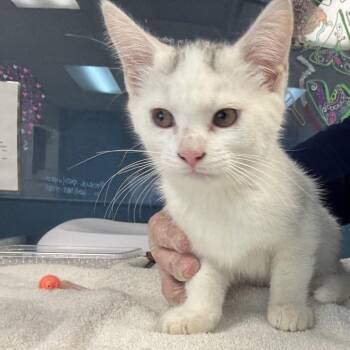 Domestic Short Hair Cats Available for Adoption in Newark, New Jersey - Elena | PetCurious