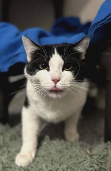 Domestic Short Hair Cats Available for Adoption in Fruit Heights, Utah - Oreo Mint | PetCurious