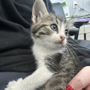 Rescue Domestic Short Hair Cats for Adoption in Dallas, Texas - BASIL | PetCurious