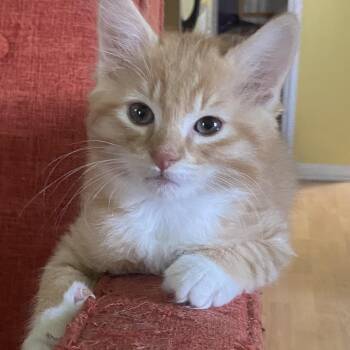 Domestic Medium Hair and Tabby Cats Available for Adoption in Morrison, Colorado - Bernard Coleman  | PetCurious