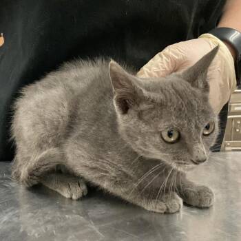 Fig -  Domestic Short Hair Cat for Adoption in Monroe, Louisiana - Fig | PetCurious