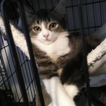 Queso -  Domestic Long Hair Cat for Adoption in PORT WENTWRTH, Georgia - Queso | PetCurious