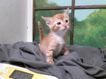 JACK -  Domestic Short Hair Cat for Adoption in Houston, Texas - JACK | PetCurious