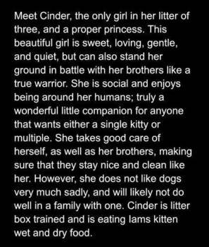 Cinder -  Domestic Short Hair Cat for Adoption in Kansas City, Missouri - Cinder | PetCurious