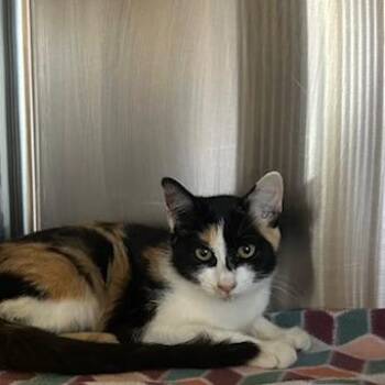 Ekko -  Domestic Short Hair Cat for Adoption in Knoxville, Tennessee - Ekko | PetCurious