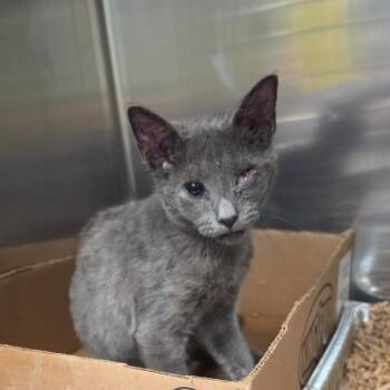 Furiosa -  Domestic Short Hair Cat for Adoption in Newark, New Jersey - Furiosa | PetCurious