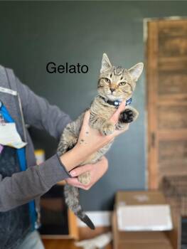 Rescue Domestic Short Hair Cats for Adoption in Nashville, Tennessee - Tiramisu + Gelato (bonded Brother + Sister) | PetCurious