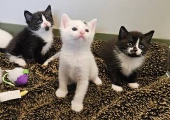 Rescue Domestic Short Hair Cats for Adoption in Verona, Wisconsin - Joey | PetCurious
