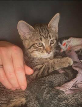 Bruno -  Domestic Short Hair Cat Available for Adoption in Mississauga, Ontario - Bruno | PetCurious