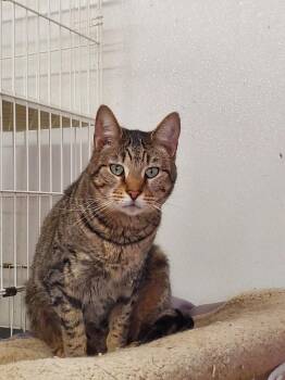 Arizona -  Domestic Short Hair Cat Available for Adoption in Philippi, West Virginia - Arizona | PetCurious