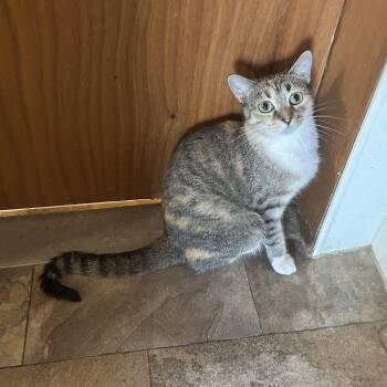 Jailbreak -  Domestic Short Hair Cat for Adoption in Peru, Illinois - Jailbreak | PetCurious
