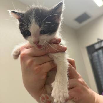 Domestic Short Hair Cats Available for Adoption in Morganton, North Carolina - Honeydew | PetCurious