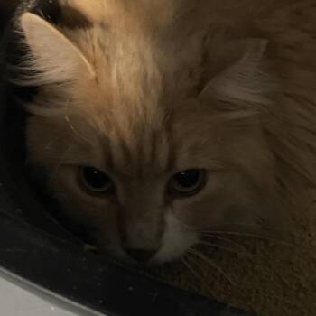 Hummus -  Domestic Long Hair Cat for Adoption in Sheridan, Wyoming - Hummus | PetCurious