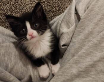 Dana -  Domestic Medium Hair Cat for Adoption in Fruit Heights, Utah - Dana | PetCurious