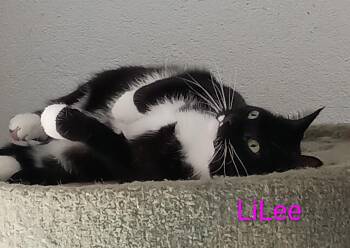 LILEE -  American Shorthair Cat for Adoption in Wilmington, North Carolina - LILEE | PetCurious
