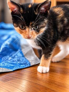 Maizey -  Domestic Short Hair Cat for Adoption in Victor, New York - Maizey | PetCurious