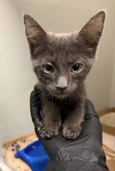 Enchantress (Enny) -  Domestic Short Hair Cat for Adoption in Fresno, California - Enchantress (Enny) | PetCurious