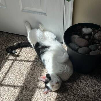 American Shorthair Cats Available for Adoption in Roanoke, Virginia - Bean | PetCurious