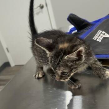 Emily -  Domestic Short Hair Cat for Adoption in Richmond Hill, Georgia - Emily | PetCurious