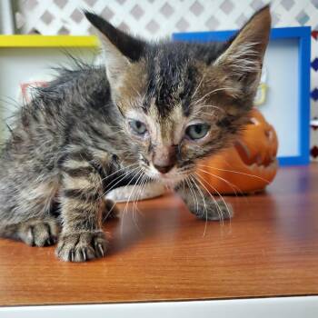 Liam -  Domestic Short Hair Cat for Adoption in Jefferson City, Tennessee - Liam | PetCurious