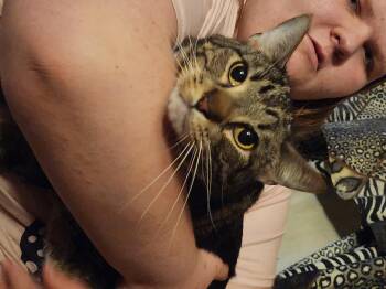 Domestic Short Hair Cats Available for Adoption - Comet | PetCurious