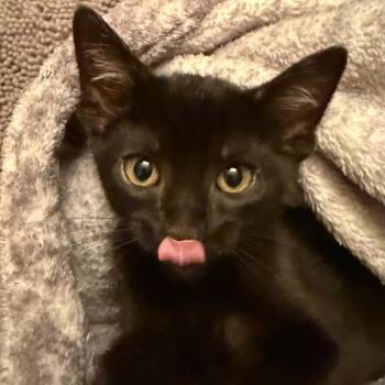Mina -  Domestic Short Hair Cat for Adoption in Monroe, Michigan - Mina | PetCurious