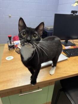 Smuckers -  Domestic Short Hair Cat for Adoption in Vero Beach, Florida - Smuckers | PetCurious