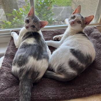 Forest and Sage -  Domestic Short Hair Cat for Adoption in Sunrise, Florida - Forest And Sage | PetCurious