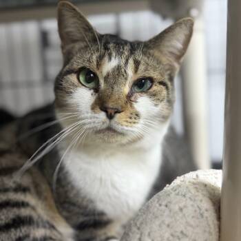 Domestic Short Hair Cats Available for Adoption - Angel | PetCurious