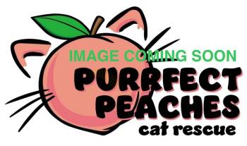 Rescue Domestic Short Hair Cats for Adoption in Douglasville, Georgia - Gengar | PetCurious