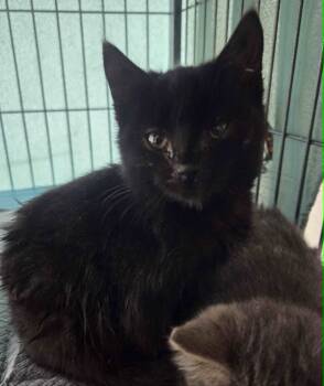 Rescue Domestic Short Hair Cats for Adoption in Clymer, Pennsylvania - Biscuit | PetCurious