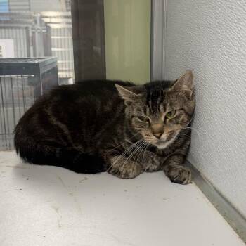 Sheetz -  Domestic Short Hair Cat for Adoption in Binghamton, New York - Sheetz | PetCurious