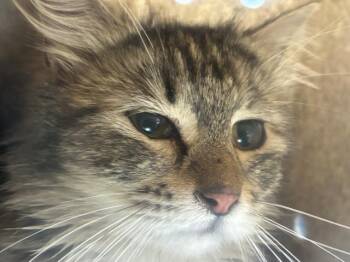 Domestic Medium Hair Cats Available for Adoption in Rancho Cucamonga, California - HELLMAN 15 | PetCurious