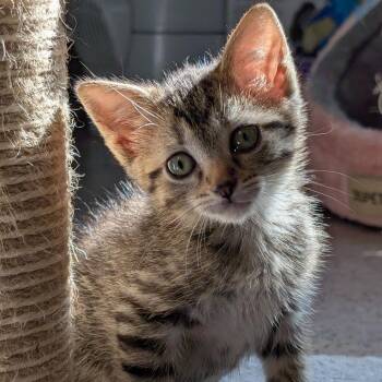 Koa -  Domestic Short Hair Cat for Adoption in West Des Moines, Iowa - Koa | PetCurious