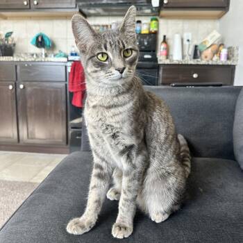 Domestic Short Hair Cats Available for Adoption in Boerne, Texas - Stewbie Doobie Doo | PetCurious