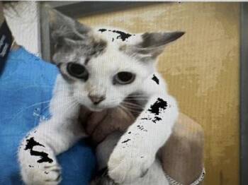 Butterflyfish -  Siamese and Domestic Short Hair Cat for Adoption in Daytona Beach, Florida - Butterflyfish | PetCurious