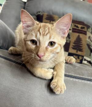 Rescue Domestic Short Hair and Tabby Cats for Adoption in Lemont, Illinois - Jake | PetCurious